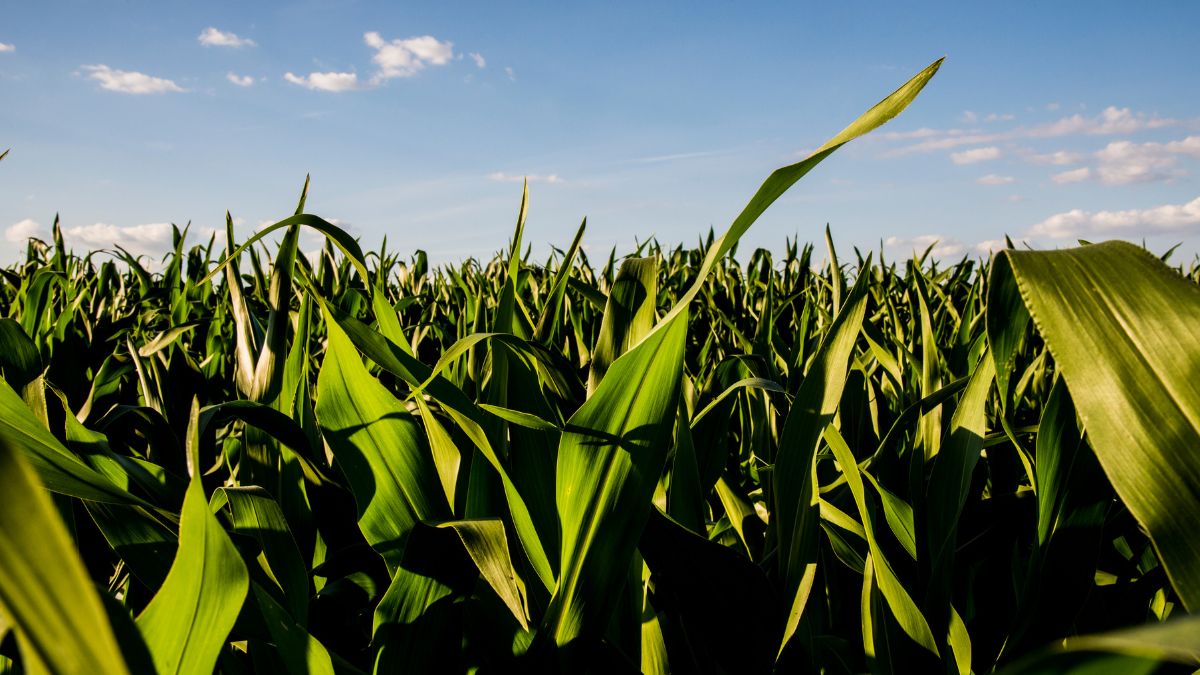 AgBiTech Australia tweet media