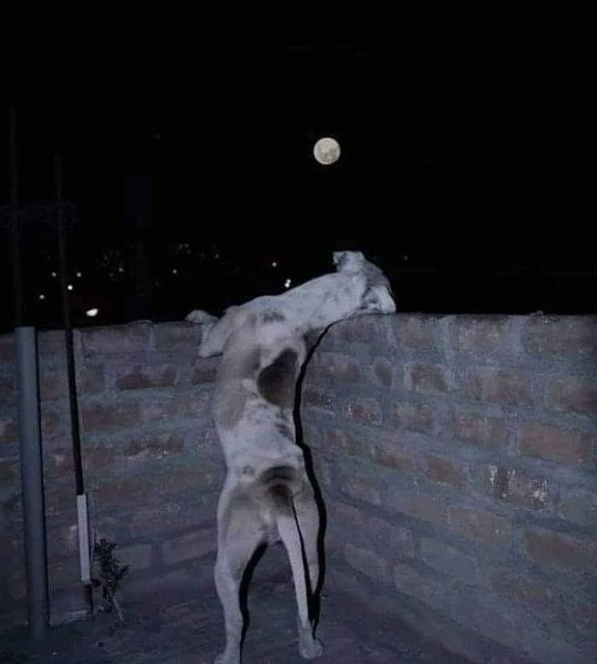 decepcionadama1's tweet photo. Não somos os únicos que admiramos a Lua 🖤 https://t.co/FUJ5j4wZUp