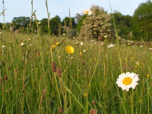 The UK has lost a staggering 7.5m acres of wildflower meadow & flower-rich grassland in living memory. But nearly 1,400 insect species rely on these habitats for survival. Let's protect our last 3% of meadows, plant wildflowers, and stop spraying and over-mowing green spaces 🐝