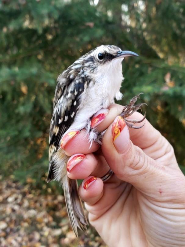There it is. We never thought we'd get there, but with the capture of this Brown Creeper our fall migration species count has reached 70! That's a huge amount of diversity and a milestone we never expected to reach. What a season!

#birds #birdbanding #biology #nature #wildlife
