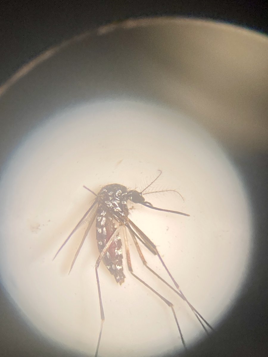 johnrbpalmer's tweet photo. Fresh blood-fed mosquitos for @FedericaLucati to analyze at @ceabcsic. https://t.co/dPb7q5n89y