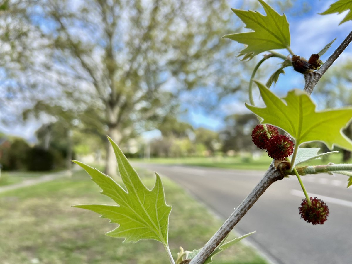 CanberraPollen's tweet photo. Great chatting with @Valentine702 on @abcsydney about the current and impending La Niña pollen season that is likely to bring a bumper allergy period for hay fever sufferers…  and busting a few myths about the dreaded Plane tree. @MichaelPascoe01  1/5 https://t.co/hxfd28peG6