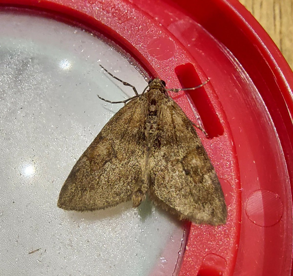GarybirderNflk's tweet photo. Really cannot decide what this is, and ideas @MOTHIDUK https://t.co/ipW333gvPK