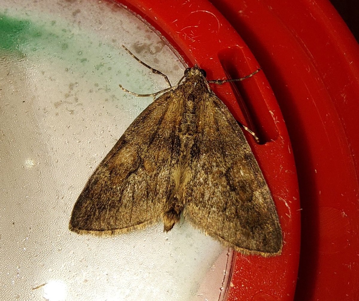 GarybirderNflk's tweet photo. Really cannot decide what this is, and ideas @MOTHIDUK https://t.co/ipW333gvPK