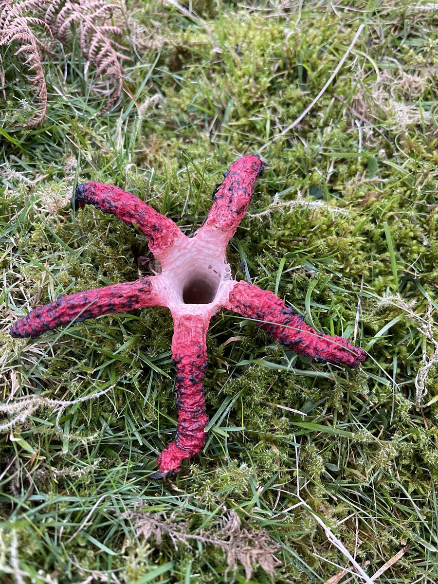 Mrtommccann's tweet photo. #devilsfinger fungus at ⁦@NTMurlough⁩ - apparently it will haunt your dreams 🤘 https://t.co/wDBtMr7b9S