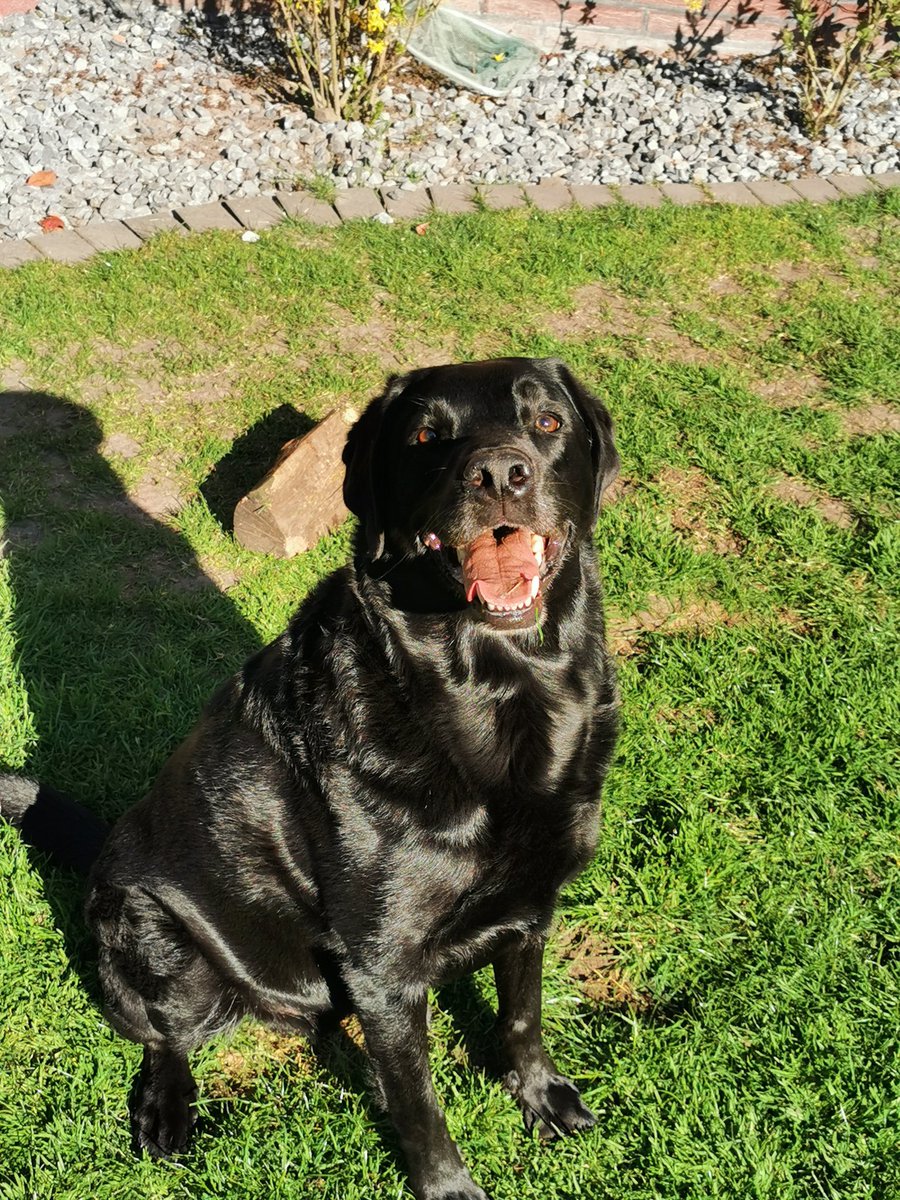 abendfuchs's tweet photo. Happy doggo for Twitter. https://t.co/SG5NOi81Fb