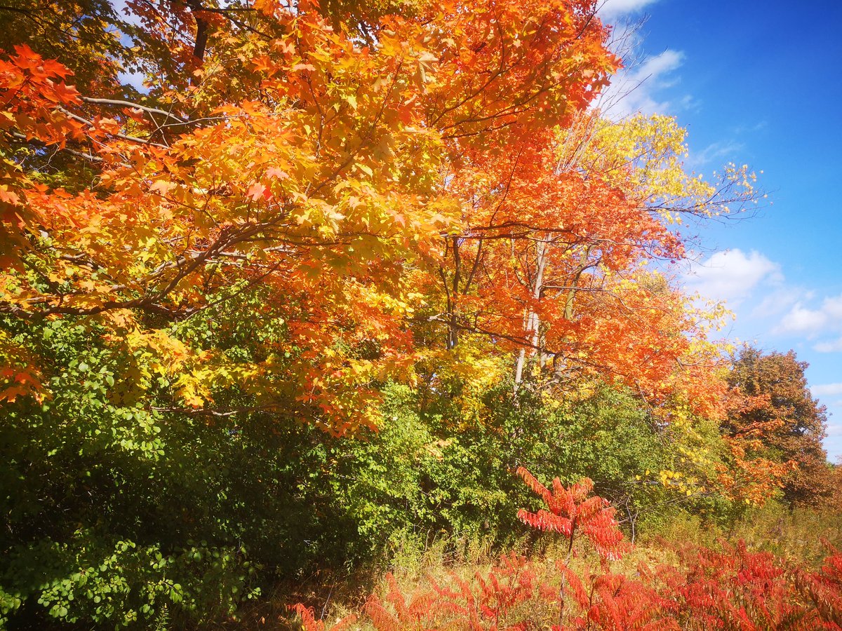 CalvinC46256691's tweet photo. 2022加拿大多倫多感恩節的楓葉
#hiking #Mapleleaves #Thanksgiving #goodweather #nature #NaturePhotography #naturelovers #NatureBeauty #NaturePhoto https://t.co/YzUxHu5jhp