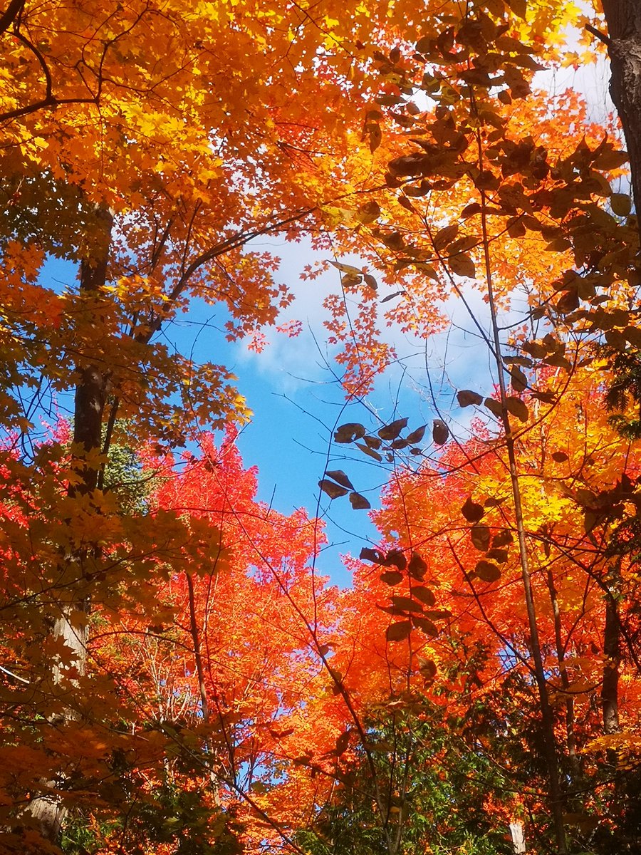 CalvinC46256691's tweet photo. 2022加拿大多倫多感恩節的楓葉
#hiking #Mapleleaves #Thanksgiving #goodweather #nature #NaturePhotography #naturelovers #NatureBeauty #NaturePhoto https://t.co/YzUxHu5jhp