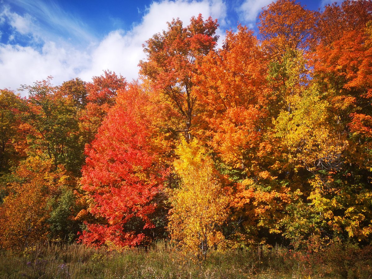 CalvinC46256691's tweet photo. 2022加拿大多倫多感恩節的楓葉
#hiking #Mapleleaves #Thanksgiving #goodweather #nature #NaturePhotography #naturelovers #NatureBeauty #NaturePhoto https://t.co/YzUxHu5jhp