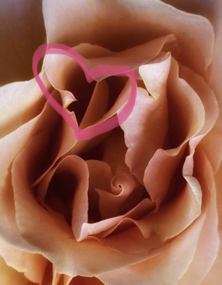CDH_NFT's tweet photo. @DaveVescio ‘The heart of a rose’ https://t.co/EidpvZfkJp
