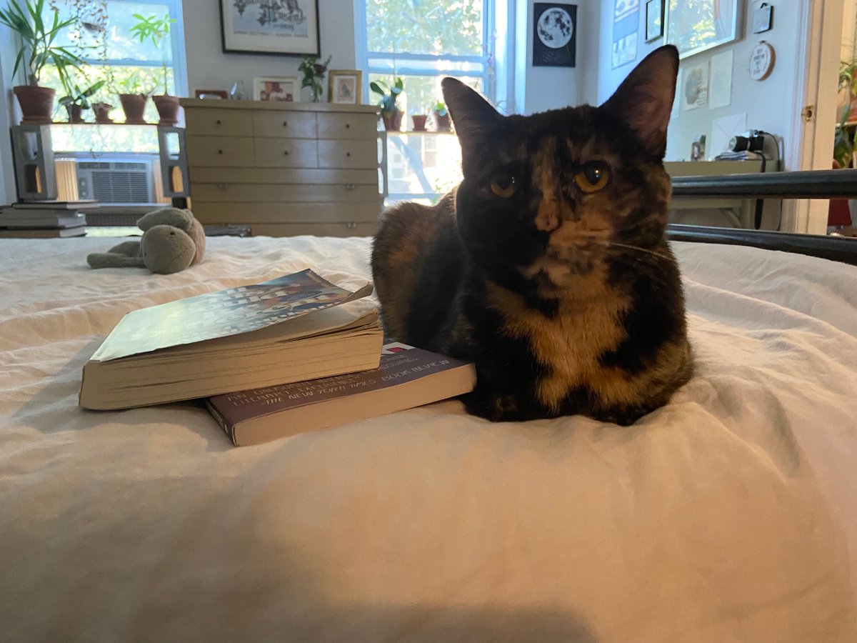 clairedonato's tweet photo. Here’s a photograph of Woebegone on my new mattress by @SleepOnLatex: https://t.co/Djkg167mAh