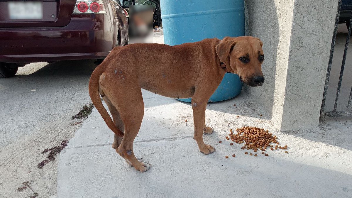 JPTheStrayDog's tweet photo. Thank you for the food, Mister!
#Stray #StrayDog #Dgos #imeant #Dogs https://t.co/OgmZQCdY3p
