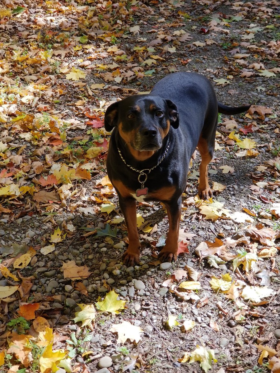JenniferLLeip's tweet photo. Soraya turned 6 yesterday! #dogsoftwitter https://t.co/7zBIXk4Auw