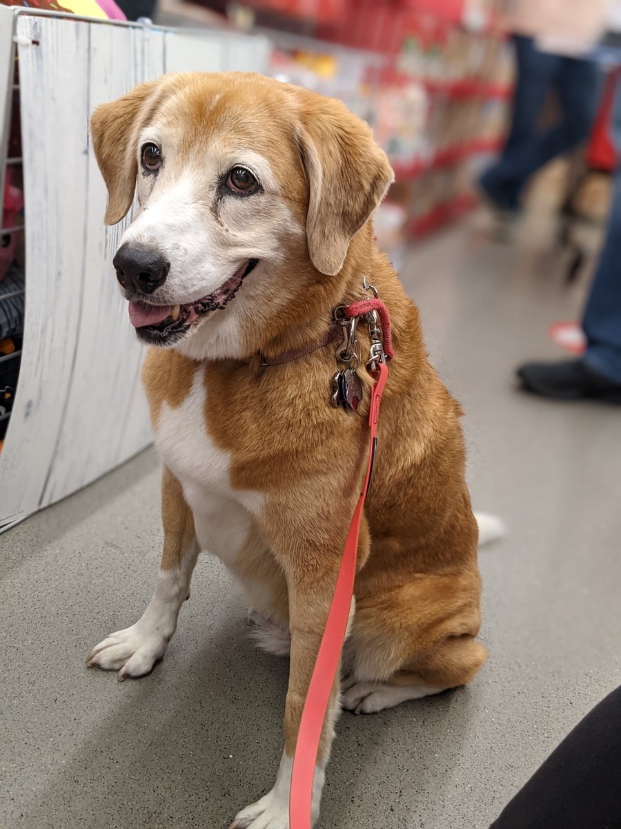 Paintbrush_Tail's tweet photo. I'm doing a great job waiting in line at @MichaelsStores! I even ignored the ginger bread houses.
#ErrandDog #BestBehaved
πͺπΆ
@dogcelebration @puppy_snuggles @dogandpuplovers @IngloriousDogs https://t.co/GEIKyZ6nox