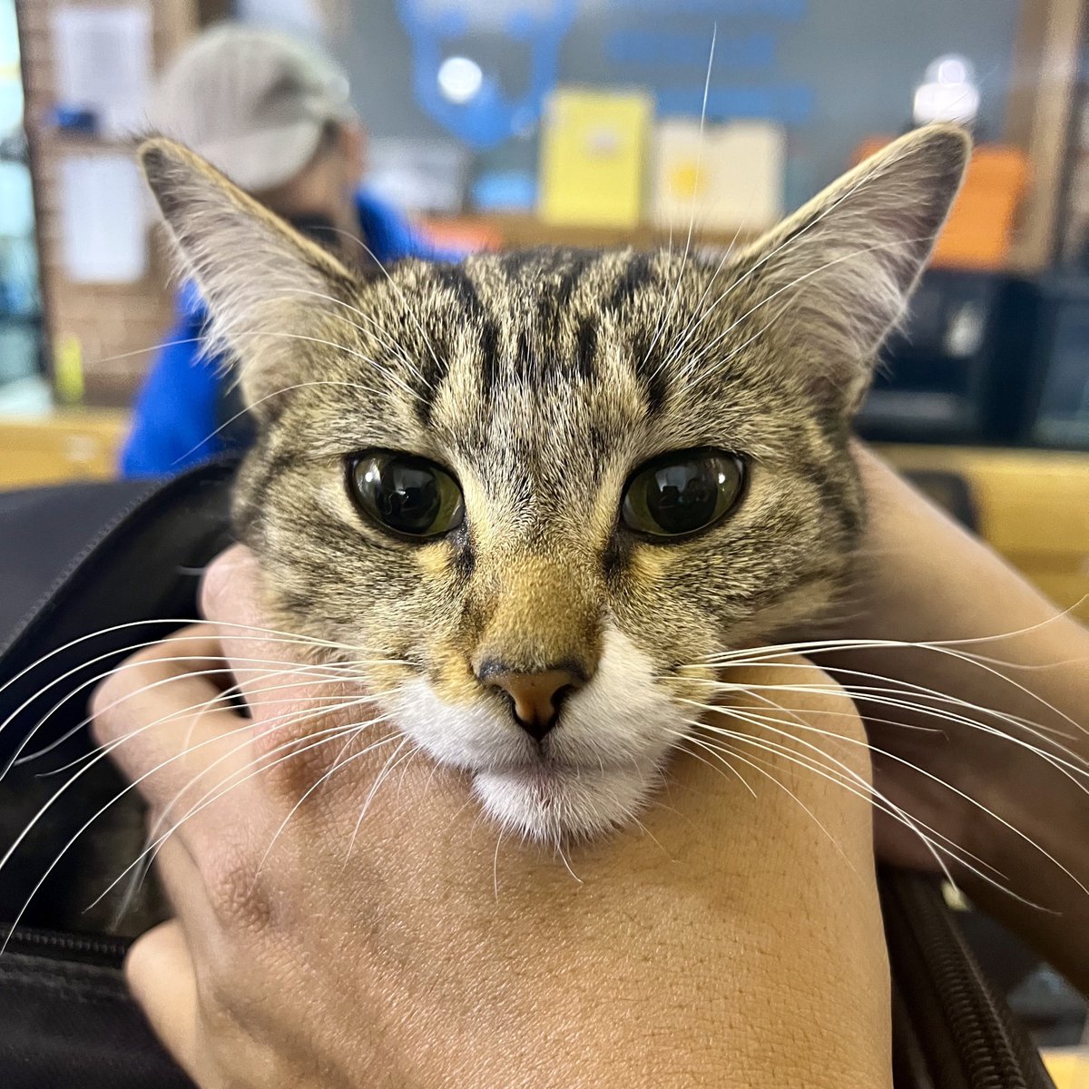 JulioCesrChavez's tweet photo. FOUND CAT: Navy Yard, Washington DC

We found this small cat in Navy Yard, at 5th and K SE

Humane Alliance checked her and they say no chip, no collar

Small, brown and black striped cat. Appears to be in perfect health, fur appears to be perfectly cared for. https://t.co/Mx4qL4yDzZ