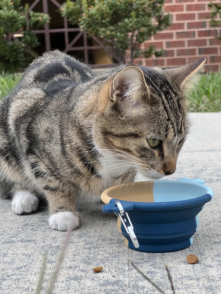 JulioCesrChavez's tweet photo. FOUND CAT: Navy Yard, Washington DC

We found this small cat in Navy Yard, at 5th and K SE

Humane Alliance checked her and they say no chip, no collar

Small, brown and black striped cat. Appears to be in perfect health, fur appears to be perfectly cared for. https://t.co/Mx4qL4yDzZ