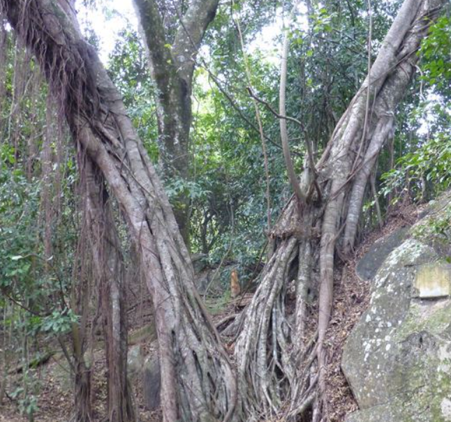 umzamocapital's tweet photo. Murahwi hill nature reserve in Mutare in the Manicaland province of Zimbabwe
#VisitMutare #VisitZimbabwe #TravelZimbabwe #TouriZim #VisitManicaland #Mutare #Manicaland #Zimbabwe https://t.co/JLCifyAuC5