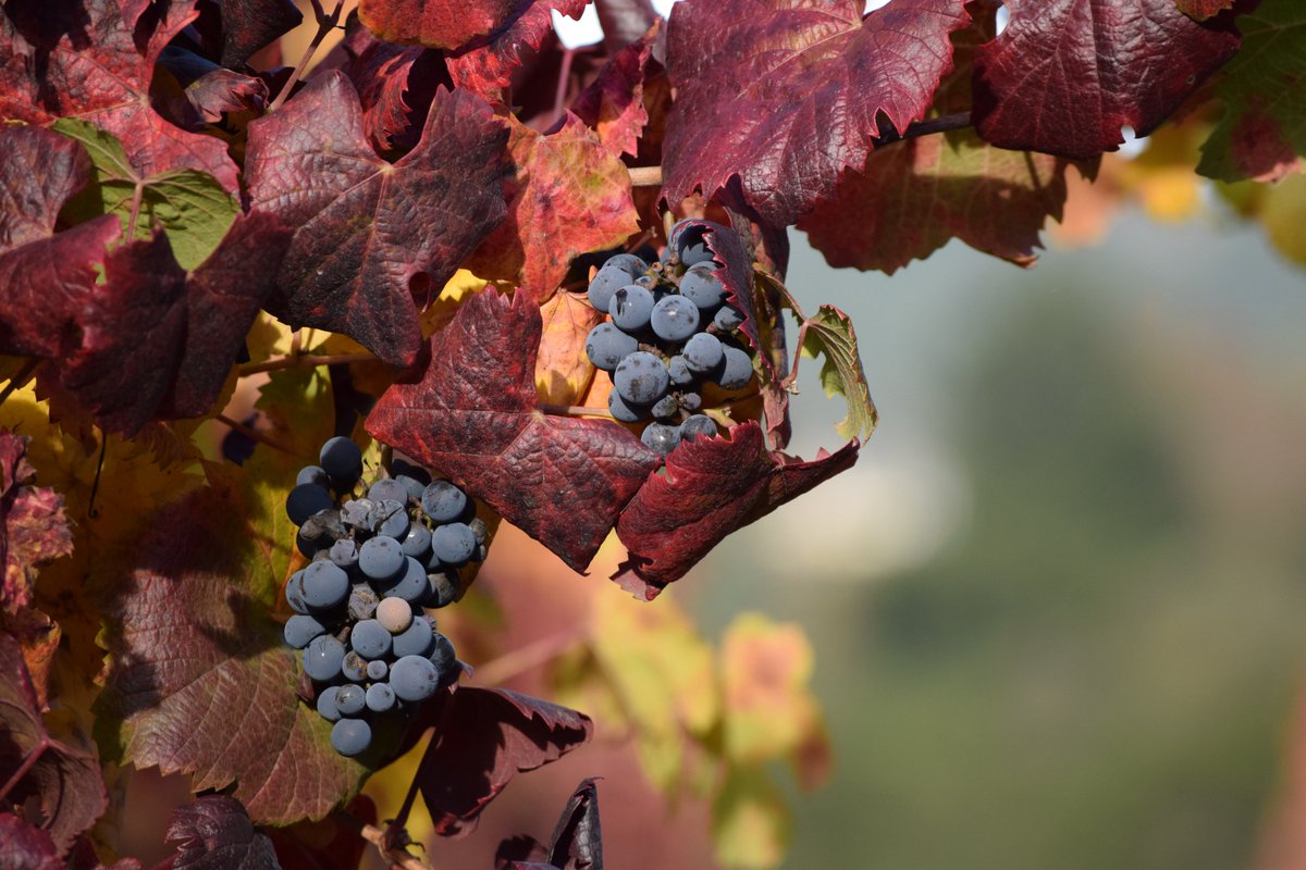 amylieberfarb's tweet photo. My favorite color is October. https://t.co/4sPqUbzyH6