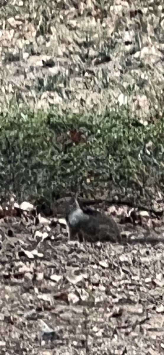 staceski12's tweet image. #NotASquirrel