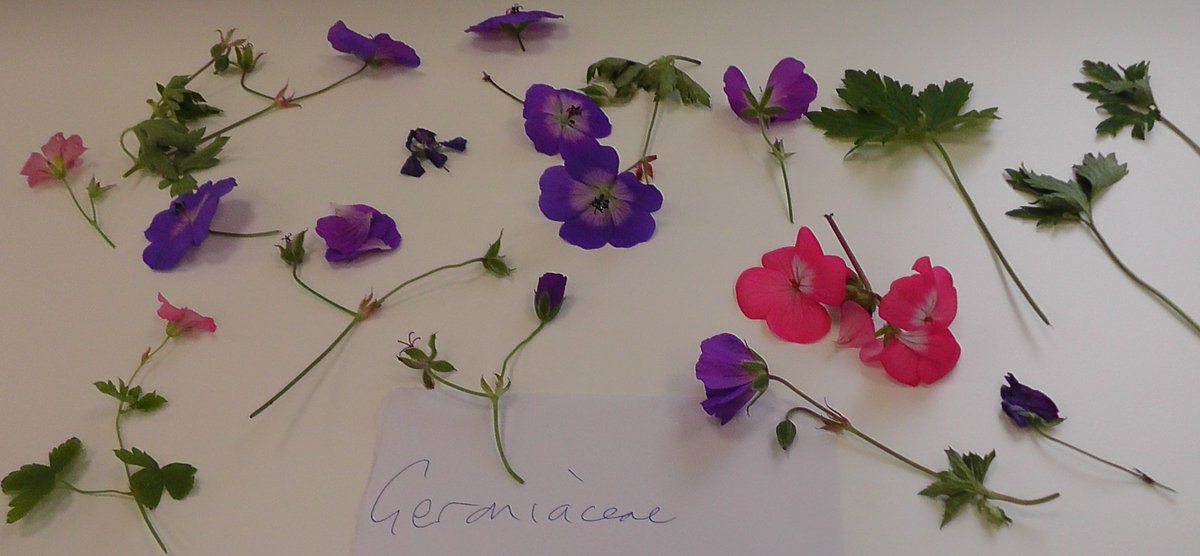 drmgoeswild's tweet photo. Last week's field botany homework was to bring in examples of 6 common plant families, here's the haul for 4 of them, more diversity of Rosaceae than Ranunculaceae about at the moment, but still lots of botanical gorgeousness! #MScSISS @UniofReading @ReadingBioSci @readingbotany https://t.co/awhVGzguAv