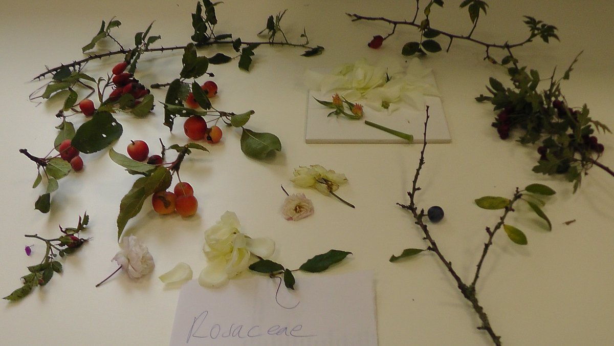 drmgoeswild's tweet photo. Last week's field botany homework was to bring in examples of 6 common plant families, here's the haul for 4 of them, more diversity of Rosaceae than Ranunculaceae about at the moment, but still lots of botanical gorgeousness! #MScSISS @UniofReading @ReadingBioSci @readingbotany https://t.co/awhVGzguAv