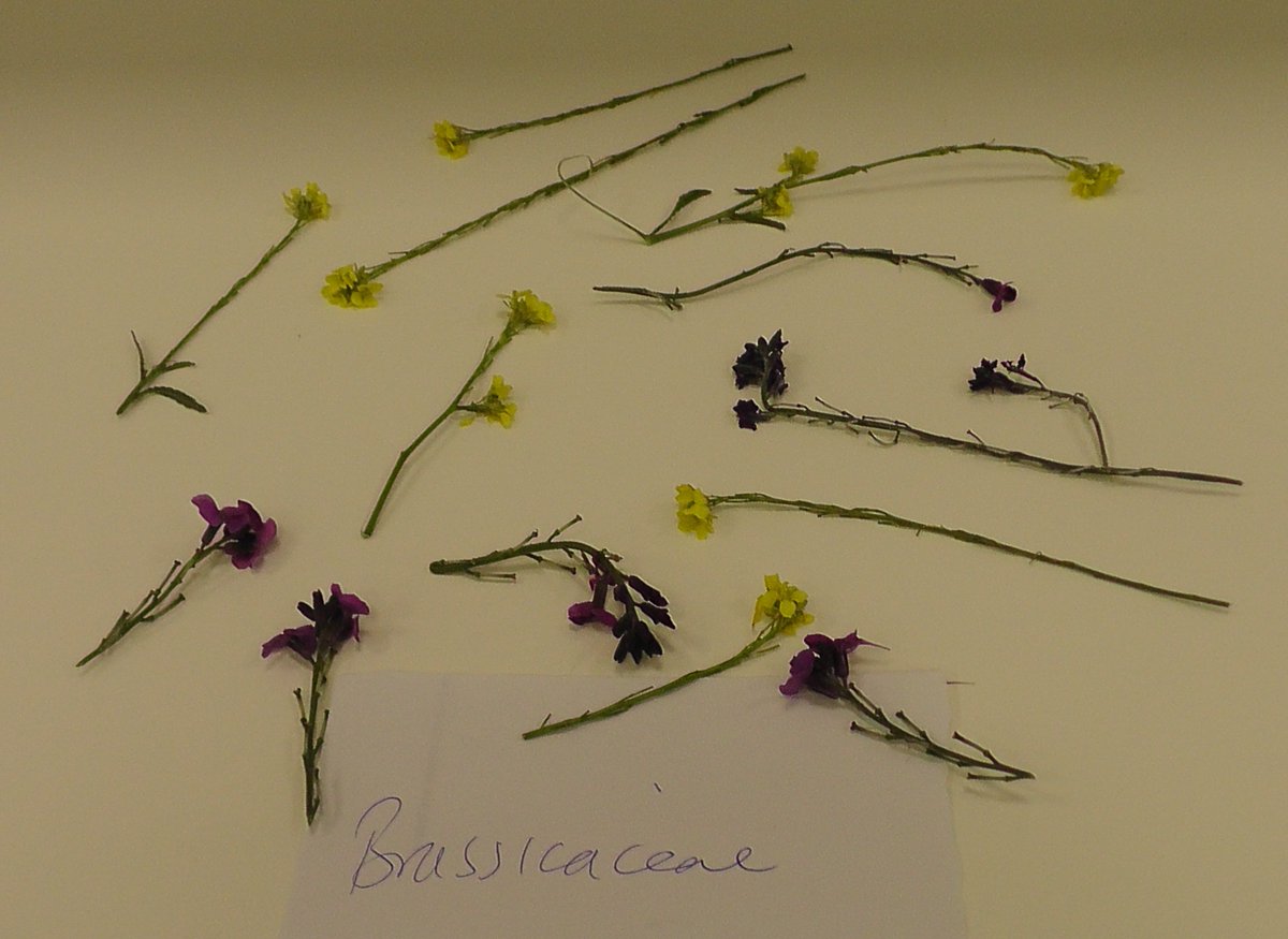 drmgoeswild's tweet photo. Last week's field botany homework was to bring in examples of 6 common plant families, here's the haul for 4 of them, more diversity of Rosaceae than Ranunculaceae about at the moment, but still lots of botanical gorgeousness! #MScSISS @UniofReading @ReadingBioSci @readingbotany https://t.co/awhVGzguAv