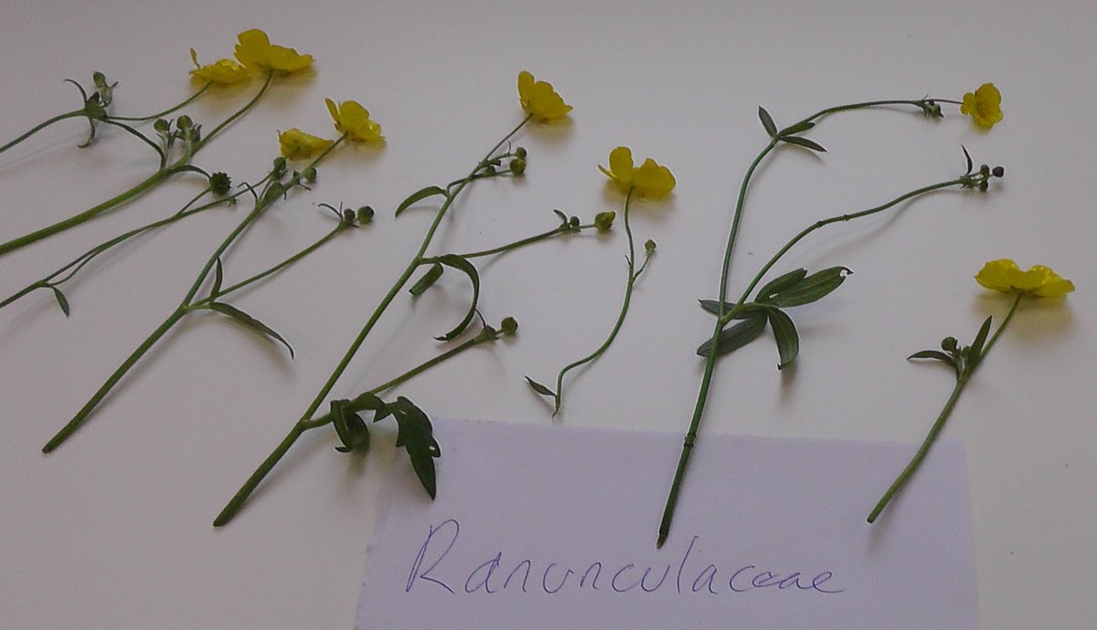 drmgoeswild's tweet photo. Last week's field botany homework was to bring in examples of 6 common plant families, here's the haul for 4 of them, more diversity of Rosaceae than Ranunculaceae about at the moment, but still lots of botanical gorgeousness! #MScSISS @UniofReading @ReadingBioSci @readingbotany https://t.co/awhVGzguAv