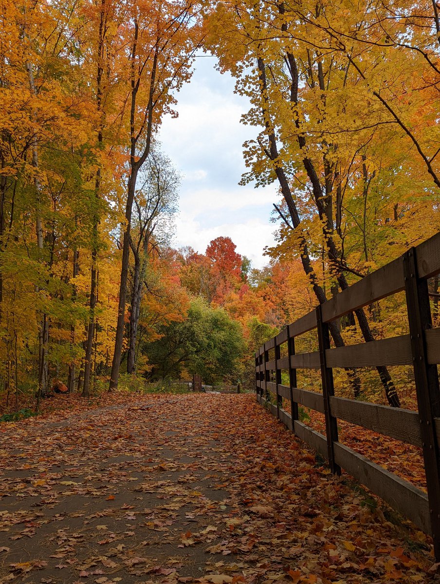 quarkette's tweet photo. Spectacular fall colour in #charlessauriolconservationarea today! https://t.co/ofeGDdVKfs