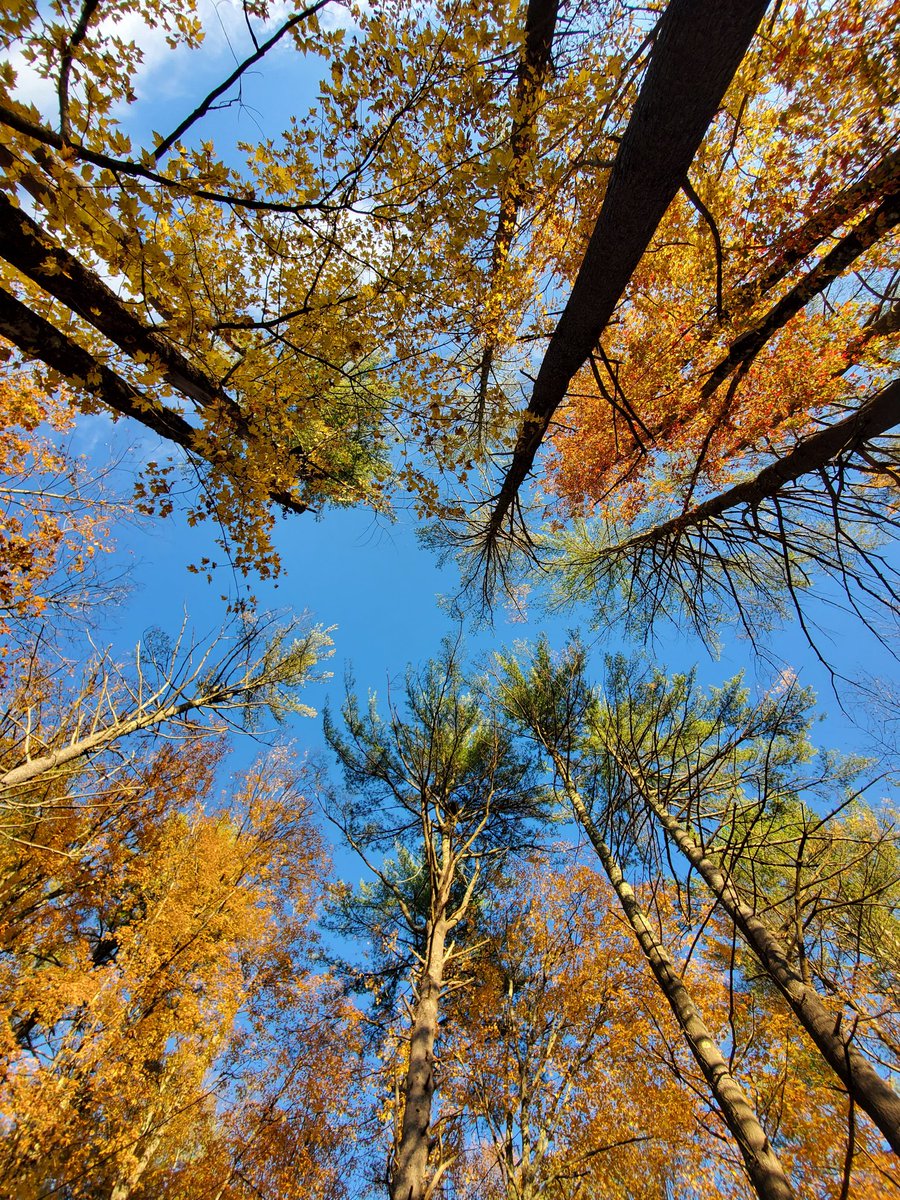 DunhamsBay's tweet photo. It's all about the fall foliage today at Dunham's Bay Resort!

#fallfoliage #fall #nylovesfall #iloveny #ispyny #roamtheempire #upstateny #upstatenewyork #adk #adirondacks #adklife #warrencounty #warrencountyny #lakegeorge #lakegeorge365 #lakelife #mylgarea https://t.co/68ad771Pfn