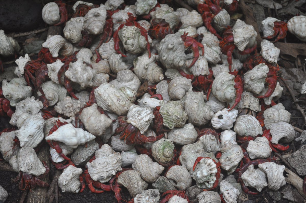 National Parks Conservation Trust (@ozparkstrust) on Twitter photo Do you call a gathering of hermit crabs a 'cast', or a 'consortium'? Either way, we are talking about a lot of hermit crabs 🦀!
This 'cast' was photographed in @PuluKeeling - one of the iconic National Parks where we support on-ground conservation.
📷 <a href="/Parks_Australia/">Parks Australia</a> Do you call a gathering of hermit crabs a 'cast', or a 'consortium'? Either way, we are talking about a lot of hermit crabs 🦀!
This 'cast' was photographed in @PuluKeeling - one of the iconic National Parks where we support on-ground conservation.
📷 <a href="/Parks_Australia/">Parks Australia</a>
