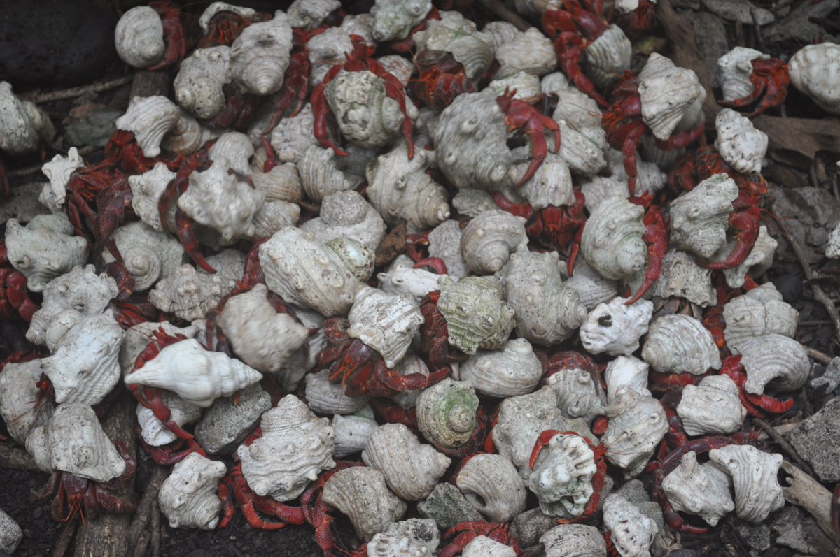 Do you call a gathering of hermit crabs a 'cast', or a 'consortium'? Either way, we are talking about a lot of hermit crabs 🦀! This 'cast' was photographed in @PuluKeeling - one of the iconic National Parks where we support on-ground conservation. 📷 @Parks_Australia