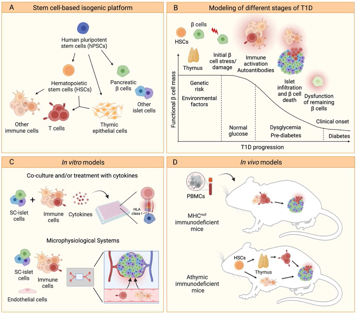 Out now: our review <a href="/MolMetab/">Molecular Metabolism</a> "Stem cell-based multi-tissue platforms to model human autoimmune diabetes" - shout out to Karla Leavens <a href="/T_lindavo/">Linda T. Vo</a> <a href="/TheRussLab/">Russ Lab</a> <a href="/AParent_lab/">Audrey Parent</a>!