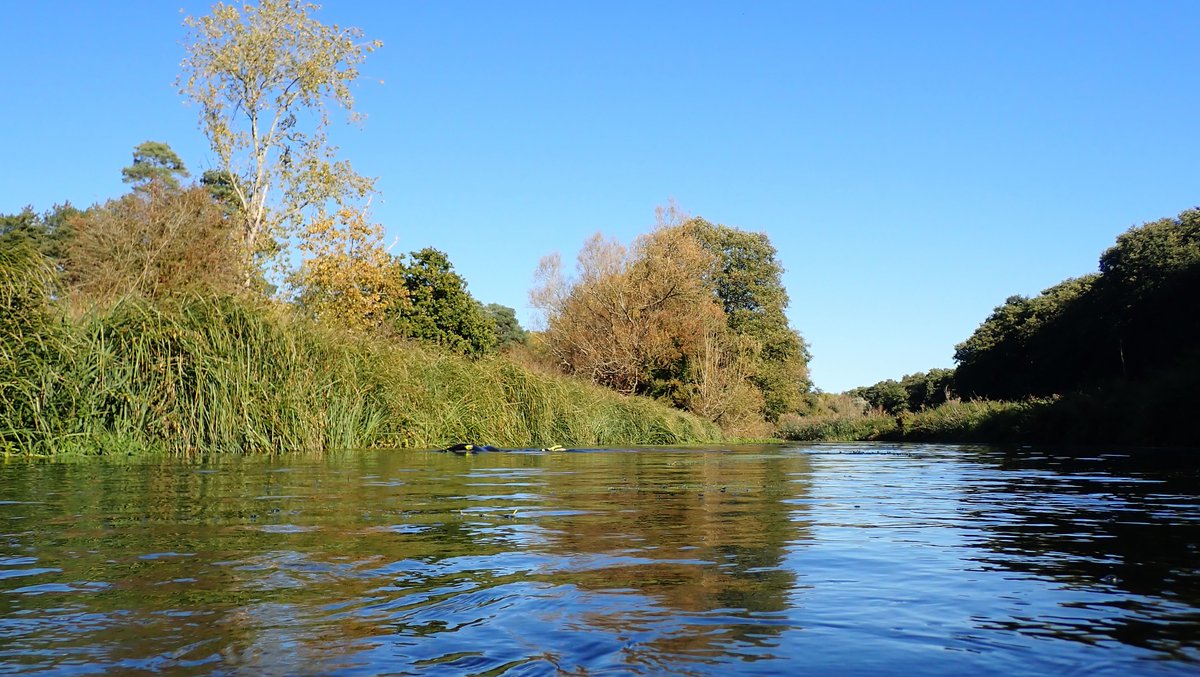 numenini's tweet photo. Wonder if the lack of diversity of fish in the Little Ouse through #ThetfordForest above #Brandon on this bright, tranquil, autumn afternoon - with the water 11.5ยฐC - could be because the fish are already retreating to their winter haunts? #LittleOuse #Suffolk #sundayvibes 10/10 https://t.co/1c7Wpht6ao
