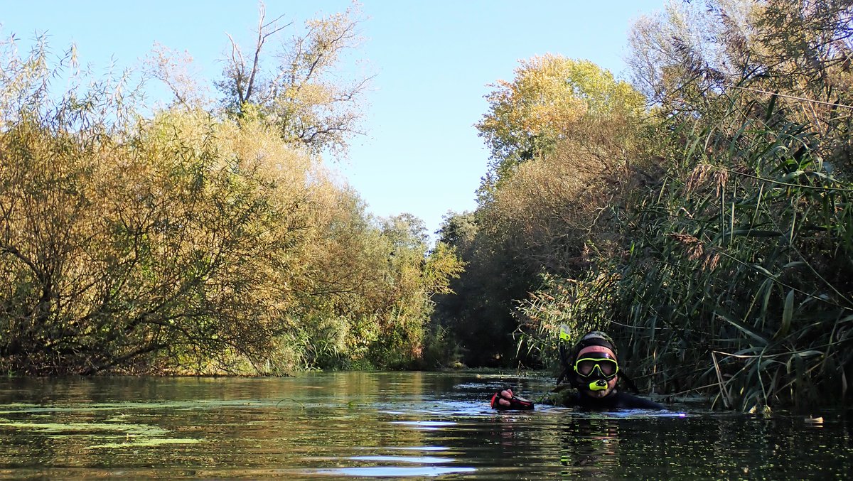 numenini's tweet photo. Wonder if the lack of diversity of fish in the Little Ouse through #ThetfordForest above #Brandon on this bright, tranquil, autumn afternoon - with the water 11.5ยฐC - could be because the fish are already retreating to their winter haunts? #LittleOuse #Suffolk #sundayvibes 10/10 https://t.co/1c7Wpht6ao