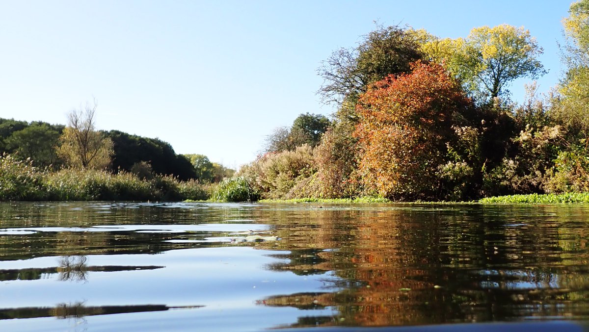 numenini's tweet photo. Wonder if the lack of diversity of fish in the Little Ouse through #ThetfordForest above #Brandon on this bright, tranquil, autumn afternoon - with the water 11.5ยฐC - could be because the fish are already retreating to their winter haunts? #LittleOuse #Suffolk #sundayvibes 10/10 https://t.co/1c7Wpht6ao