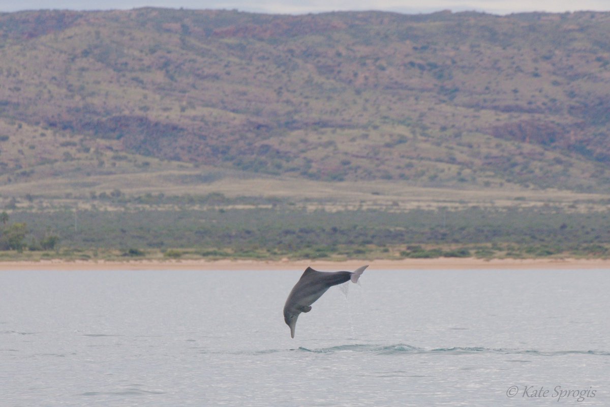 #ExmouthGulf is an important habitat for #dolphins, as well as other marine fauna. See new paper: Sprogis and Parra 2022 Wildlife Research doi.org/10.1071/WR22023