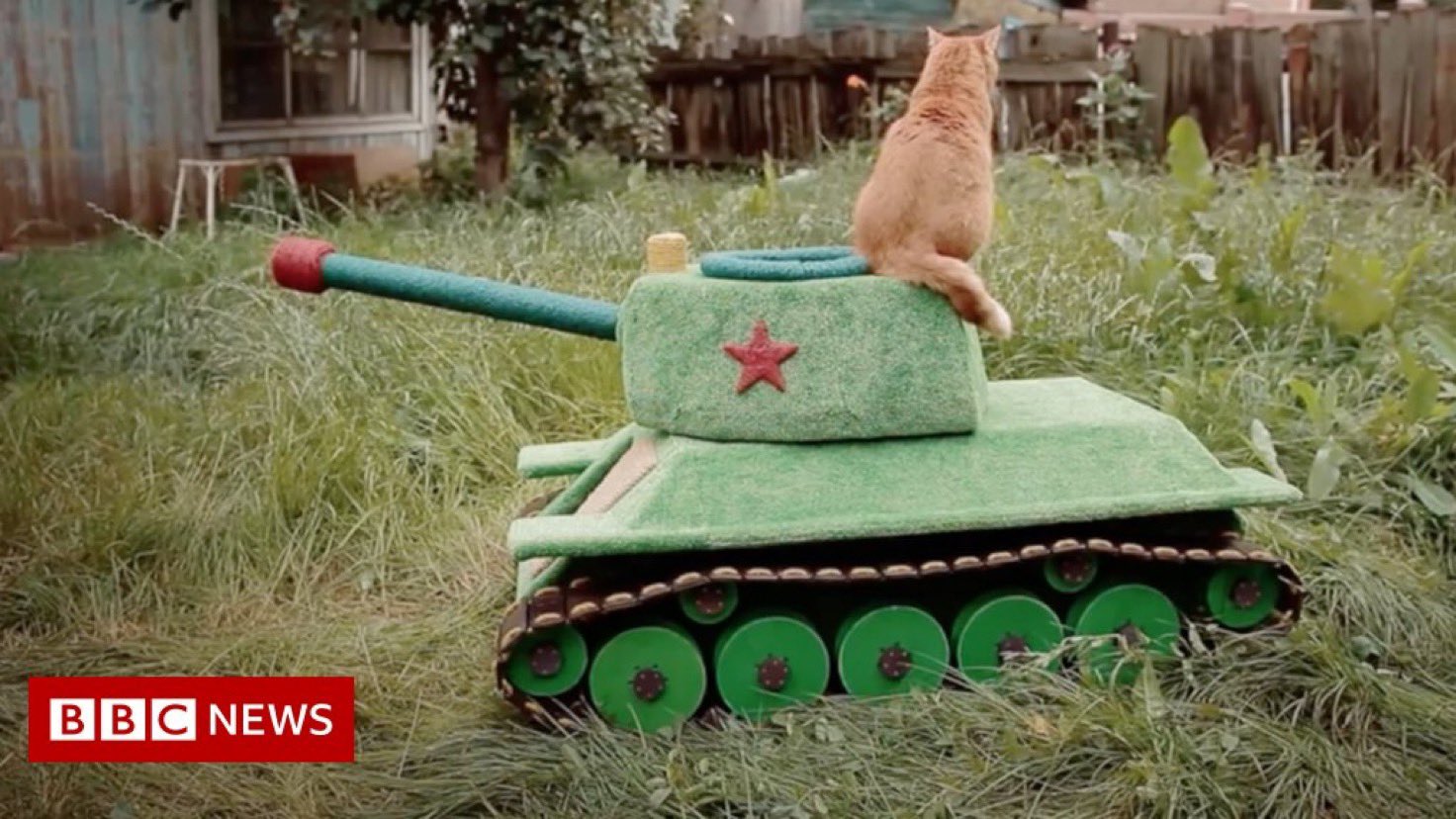 Кот в танке