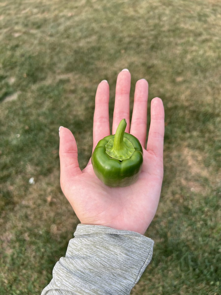 embend's tweet image. Mini bell pepper 🫶🏻