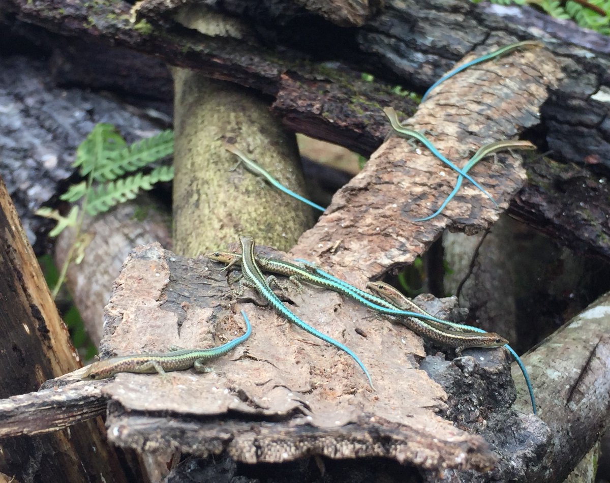 You may never see them in person, but isn't the world a better place for having these beautiful blue-tailed skinks in it! A captive breeding program is keeping this critically endangered skink safe until it can be released back into its Christmas Island home. 📷@Parks_Australia