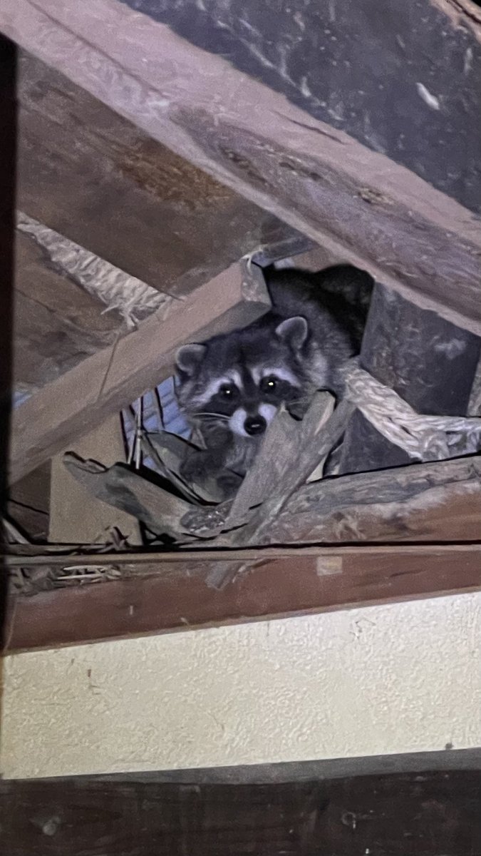 Kakashi_240's tweet photo. 可愛い過ぎる侵入者
#アライグマ
#野生動物 https://t.co/8BBQwUDLSq