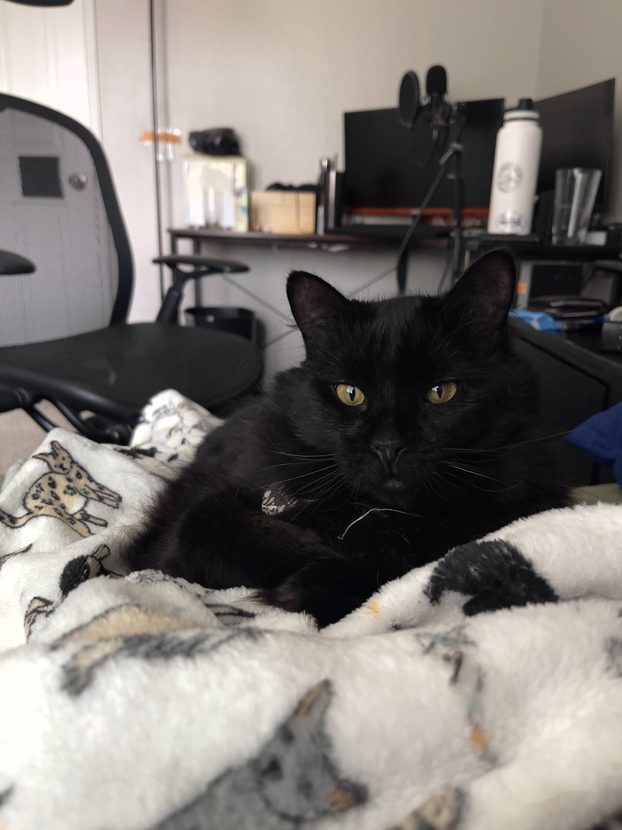 Most interesting cat in the world