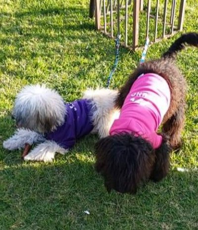 antimo_gilberto's tweet photo. Se dan en adopcion dos perros Bichon Maltes... Baloo y Bruno 2 años, color blanco crema y negro, todas sus vacunas... no esterilizados, desparasitados y con antipulgas... cuota de recuperacion de lo gastado 1000 cada uno https://t.co/YyXV8Q9C4N