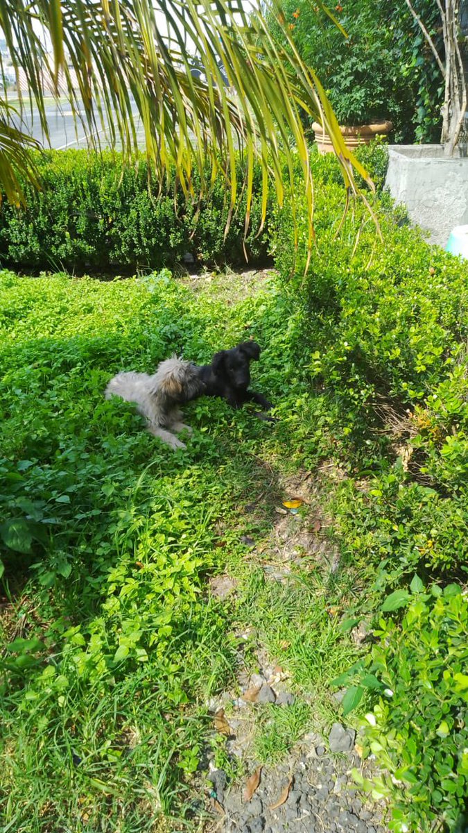 tortolyta's tweet photo. Difundo! Se encuentran en el metro calle 11, los fueron a abandonar en estacionamiento de Toks en un jardín frente a un puesto de tacos pegado a Scotiabank, es la línea dorada, ojalá los puedan rescatar. @Perrosenlacalle @MascotasSismo @animalipeludos https://t.co/DsLJMB5VeU