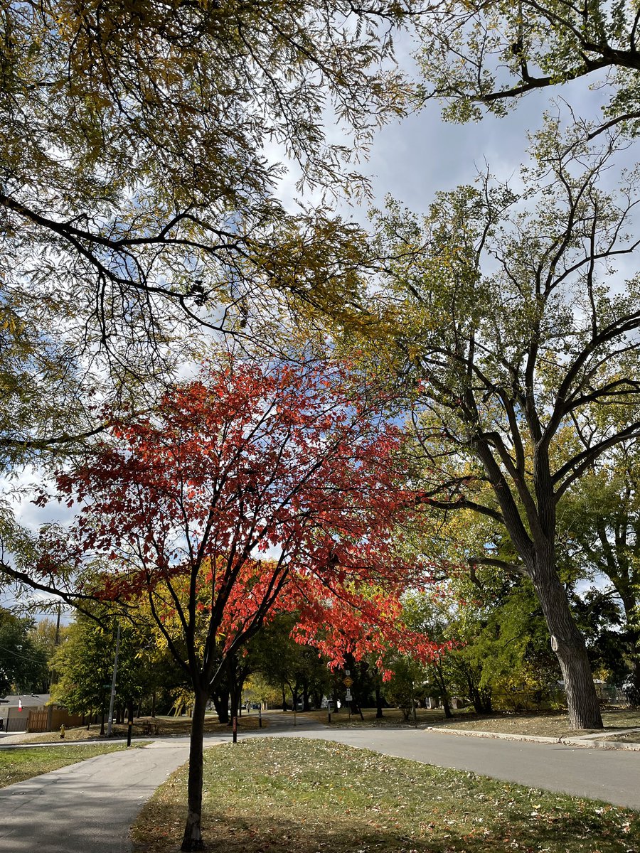 “Autumn leaves don’t fall, they fly! They take their time and wander on this their only chance to soar.”
Delia Owens, Where the Crawdads Sing