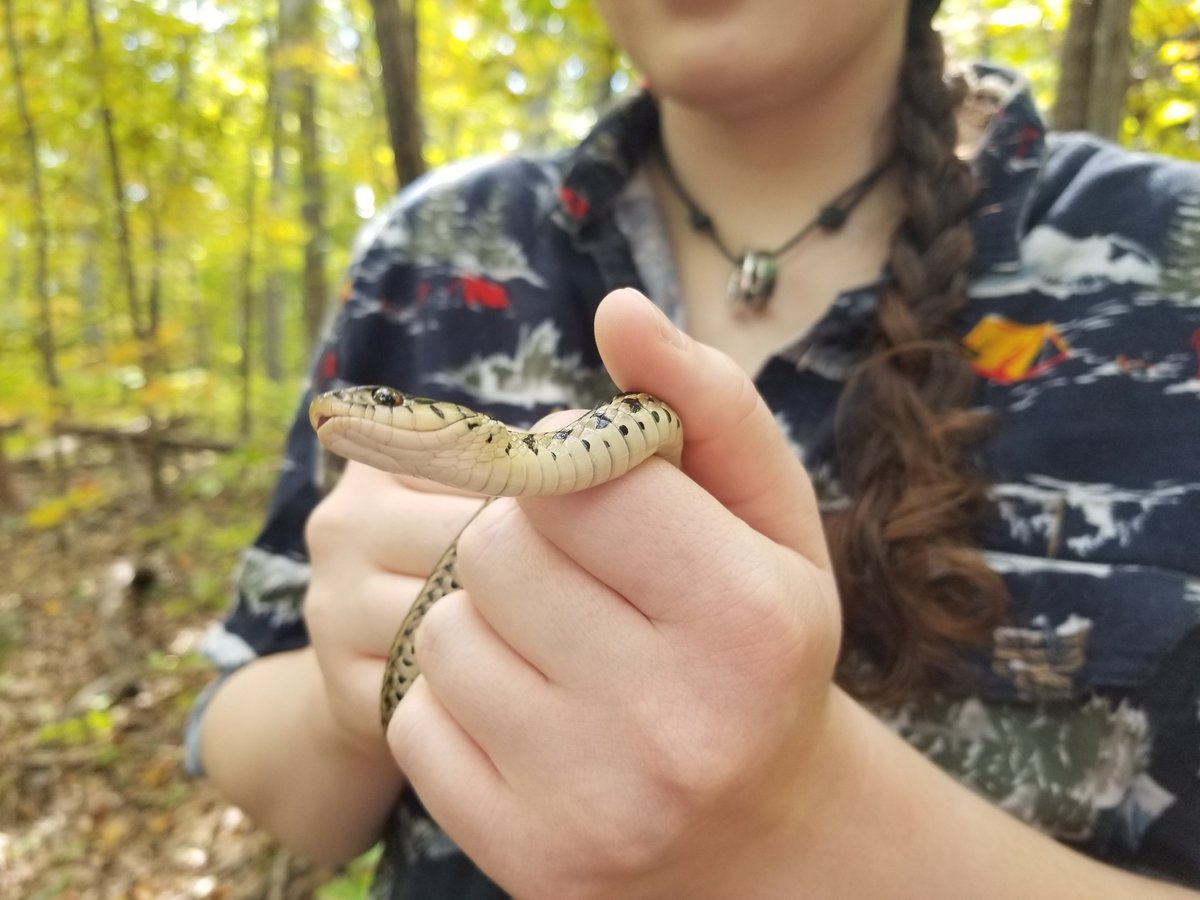 bufotwist's tweet photo. @littlebit_mia Maybe a grey ratsnake. They are nice snakes who eat disease carrying rats and mice.
I know not everyone likes snakes like I do but they are beneficial. 
Pic of my daughter holding a garter snake🙂 https://t.co/ostwLU1RVn