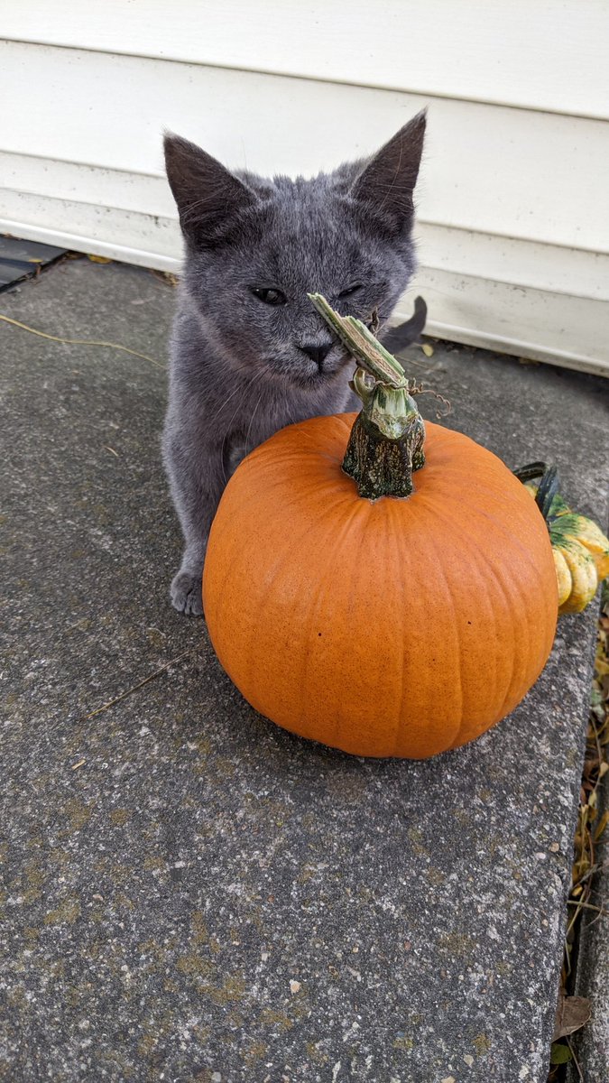 crazy_this's tweet image. My little heart is broken because Brandon didn't let me adopt this baby