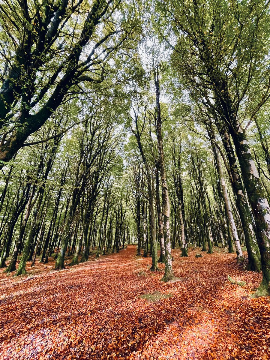 SaharAva's tweet photo. @jjays_captions #AutumnColors #Ireland https://t.co/fNwmWMr5O8