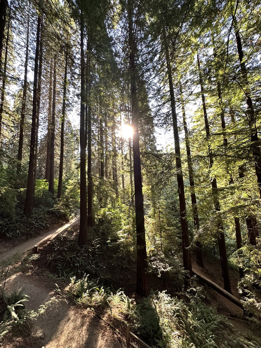 Lionel Bringuier tweet media