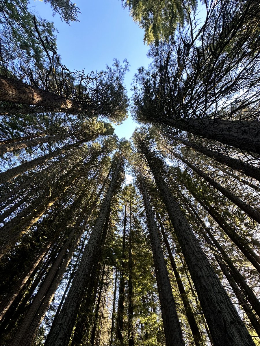 Lionel Bringuier tweet media