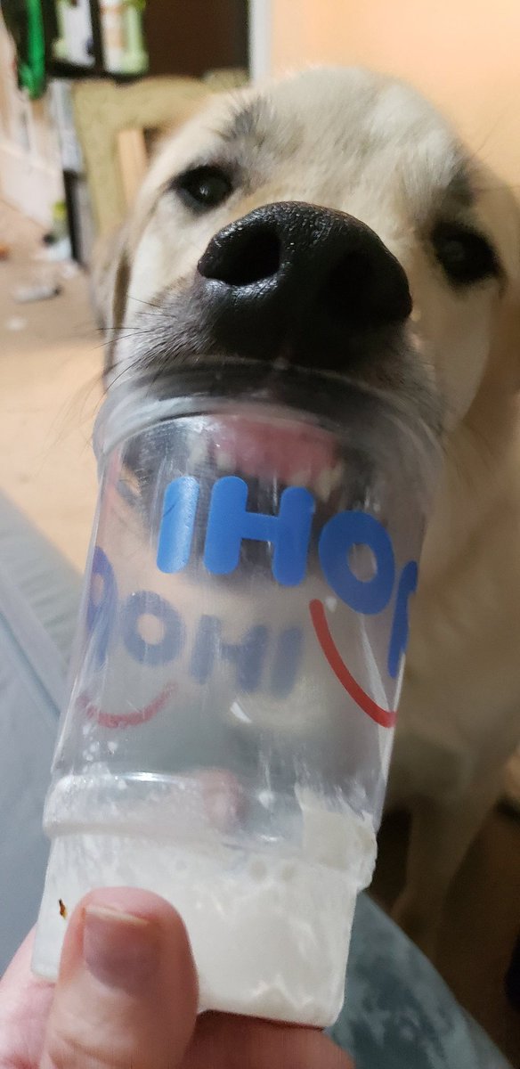 Frozenwheelz's tweet photo. Thanks to @IHOP accidentally delivering us a small vanilla milkshake, Loki got to try whipped cream and vanilla for the first time!
#dogsoftwitter
#dogmomlife
#lifewithLoki https://t.co/CS0SuQ42Ey
